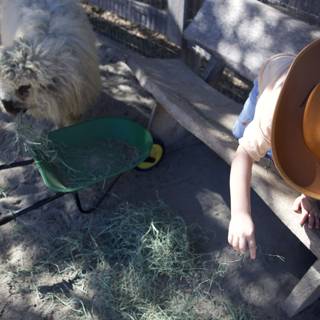 Sun Hats and Sheepish Moments