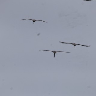 Sandhill Cranes Soaring Through Overcast Skies