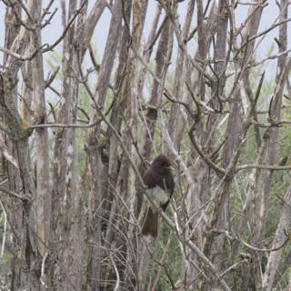 Silent Sentinel of the Thicket