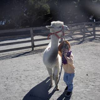 Llama Adventures in Carmel Valley