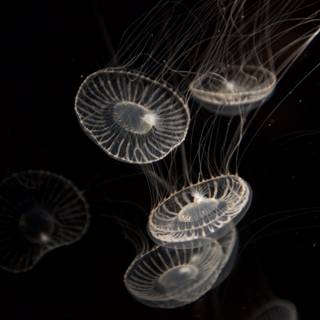 Illuminated Jellyfish in the Depths