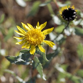 Golden Wildflower Blooms on Mount Diablo Hillside