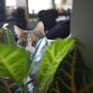 Plant Peeking Feline