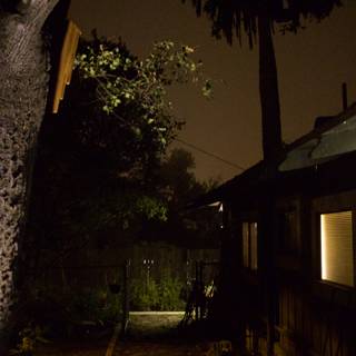 Illuminated Tree at Night