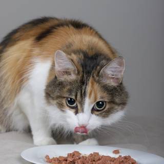 Hungry Cat Dines on a Plate