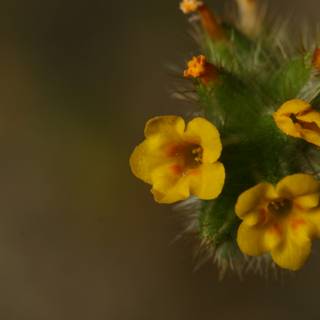 Vibrant Yellow Geranium Blossom