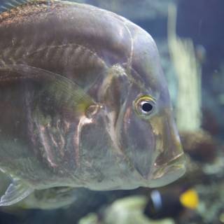 Yellow-Eyed Surgeonfish in an Aquarium