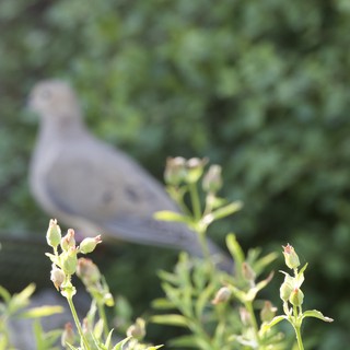 Bird Perched Behind Emerging Spring Buds