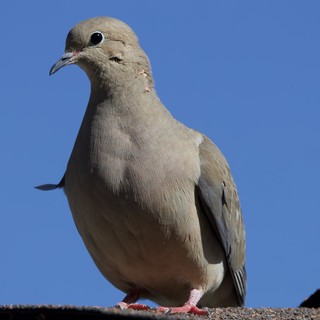 Mourning Dove Portrait Against Clear Blue Sky