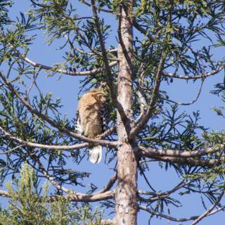 Perched Majesty