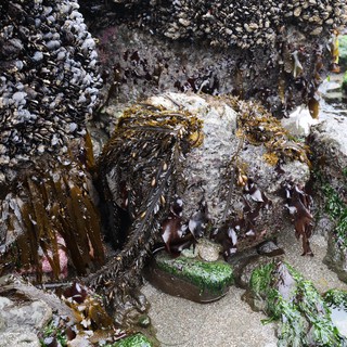 Thriving Tidal Zone: Mussels, Kelp, and Rocky Shores