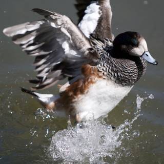 Splashing Duck