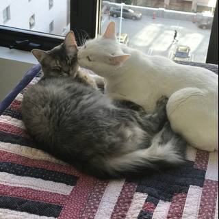 Feline Friends Taking a Cat Nap