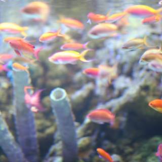 Colorful Fish in Aquarium