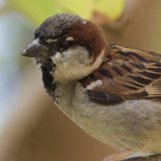 A Fleeting Glimpse: House Sparrow at Honolulu Zoo