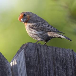 A Finch's Quiet Moment
