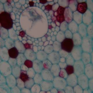 Close-up of a Plant Cell with Red and White Dots