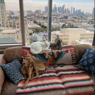 A Cozy Afternoon with Furry Friends