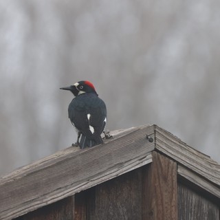 Acorn Woodpecker Perched on Weathered Birdhouse Roof