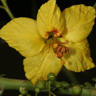 Bee on a Yellow Geranium Flower