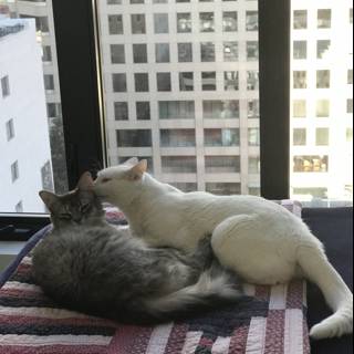 Feline Friends Take a Cat Nap