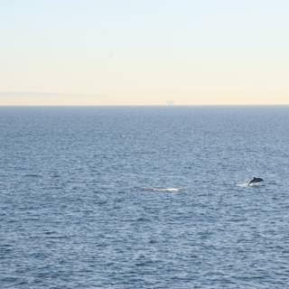 Majestic Whale in the Open Sea
