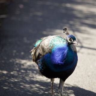The Elegant Peacock stroll at San Francisco Zoo