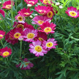 Spring's Vibrant Symphony