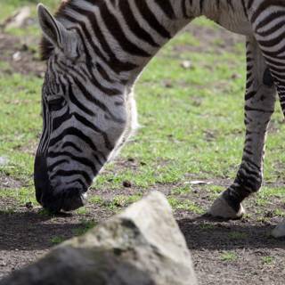 Monochrome Munching: A Zebra's Mealtime