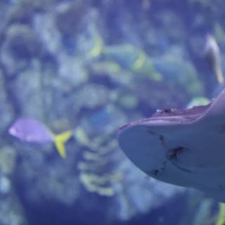 Majestic Sting Ray in Aquarium