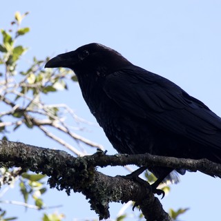 Raven Perched Regally on Lichen-Covered Branch