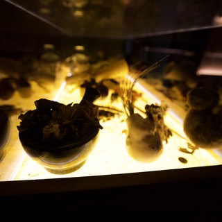 Illuminated Museum Display Case with Ancient Artifacts