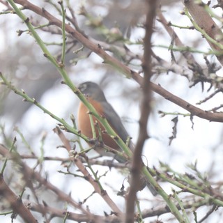 American Robin Perched Among Bare Winter Branches