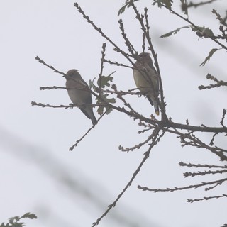 Two Finches Perched on Winter Branches
