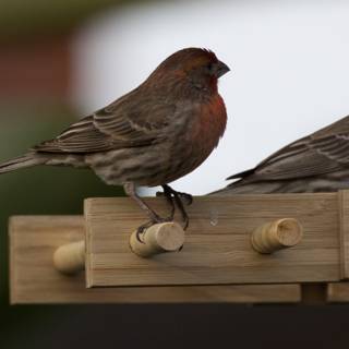 Feathered Companions at Rest