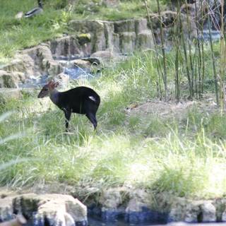 The Black Deer by the Pond