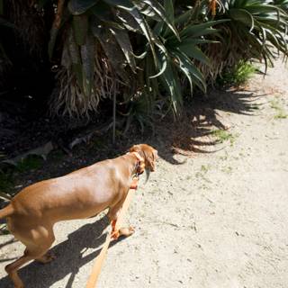 Canine Companion on Monterey Adventure