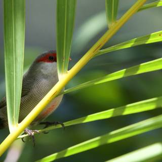 Hidden Gem: The Finch in Foliage
