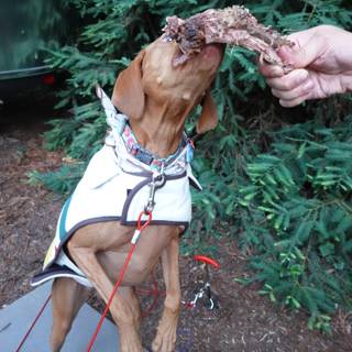 Herbal Treat for Canine Friend