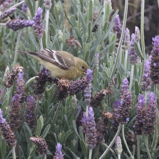 Lesser Goldfinch Feeding on Lavender Blossoms