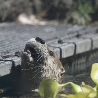 Curious Otter Emergence