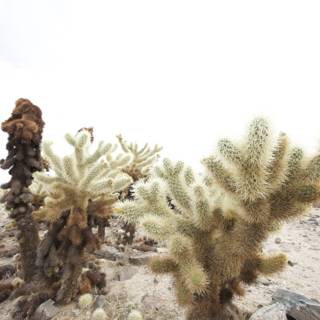 Desert Cacti Oasis