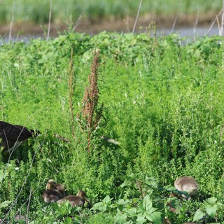 Canada Goose Family in Wetland Grasslands