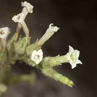 White Acanthaceae Flower