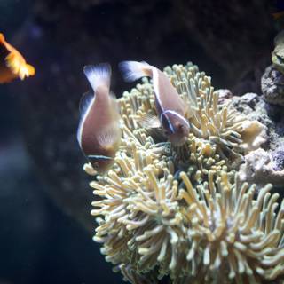 Two Clown Fish in a Coral Reef Aquarium