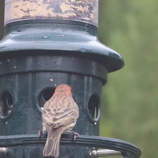 House Finch at Backyard Bird Feeder