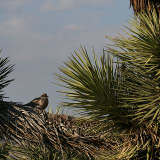 Perched upon an Agave Tree