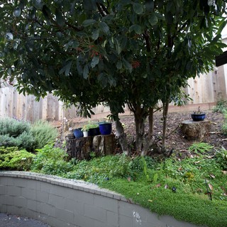 Terraced Garden with Tree Stumps and Blue Pottery
