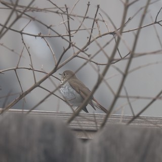 Hermit Thrush Perched Among Winter Branches