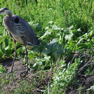 Great Blue Heron Wading in Wetland Vegetation